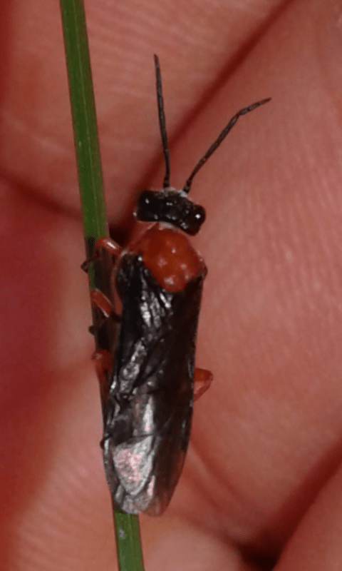 Tenthredinidae : Dolerus etruscus?